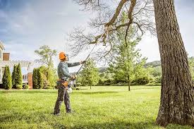 Professional Tree Removal and Landscaping Services in Linwood, PA